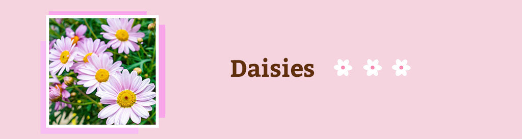 Daisies