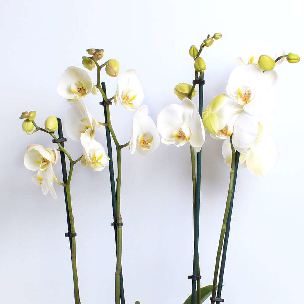 White Orchid Planter